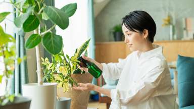 a person hydrating their houseplant with a spray mist