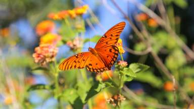 an orange butterfly with black markings sitting on a flower