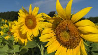 Photo of sunflower in a green field