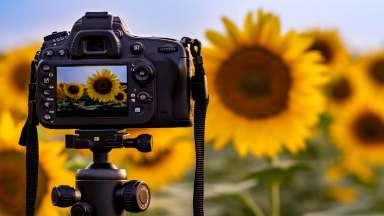 a camera pointing at sunflowers
