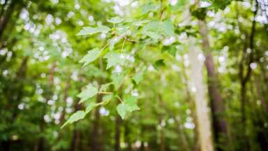 a close up image of a beautiful green tree