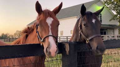 two horses near the fence