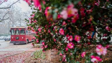 a foggy day with a trolley and blooming bush