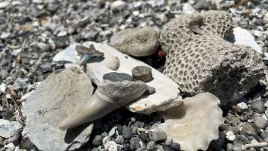 a group of fossils with shark teeth