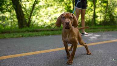 Dog on greenway