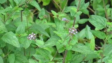 a mistflower plant in the summer 