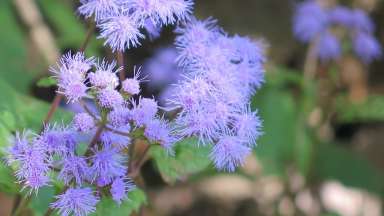 Mistflower (Conoclinium coelestinum).