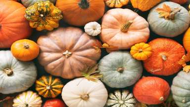 a plethora of pumpkins