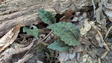 Crane-fly orchid with purple spots on the top side