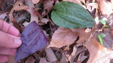 The purple underside of the crane-fly orchid