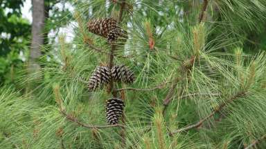 a Loblolly pine tree