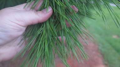 a shortleaf pine with thin, flexible needles 