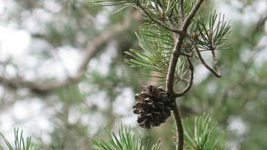 Virginia Pine with very short, thick needles