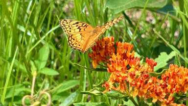 a butterfly with grassy background