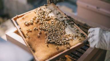 a beekeeper looking at honey bees