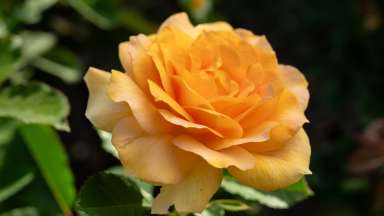 an image of a peach colored rose