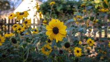 yellow flowers in a garden