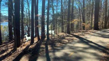 Curving wooded lakeside trail with white geometric deer sculptures among tall trees and sunlight casting long shadows.