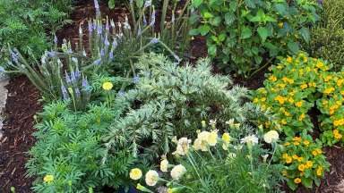 a variety of colorful flowers in a garden