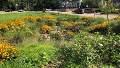 Glenwood Avenue Bioretention Area