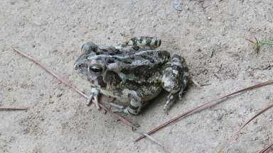 an adult toad