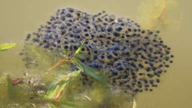 Frog eggs in jelly-like masses resembling gooey grape clusters