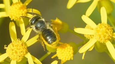 a bee on a yellow flower