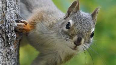 a gray squirrel on a tree trunk