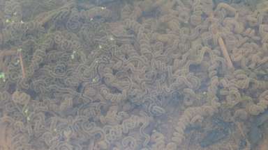 toad eggs laid in long string