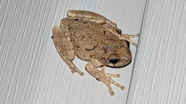 rounder toes on a Cope’s Gray Tree Frog