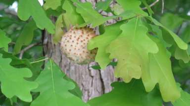 A Wool Sower Wasp gall on a white oak