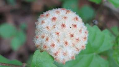 gall created by a wasp that looks like puff ball