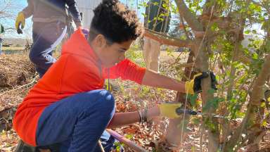 NEC student saws through Privet, working on invasive species management.