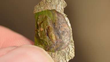 a piece of bark with a broken off flap