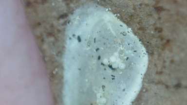 a cocoon with frothy bubbles