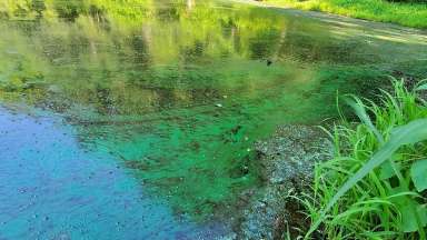 Algae growth visible on pond water.