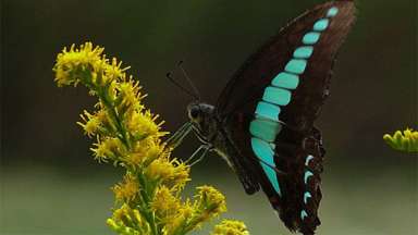 a black and blue butterfly on a flower