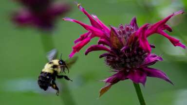 Bee and flower