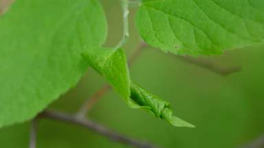 A rolled leaf of a Sugarberry tree (Celtis laevigata) at Durant Nature Preserve.