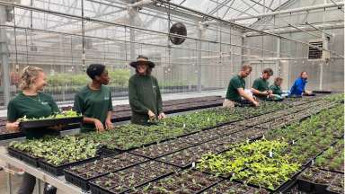 Workers planting seedlings in greenhouse