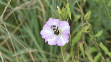 Bee on a flower
