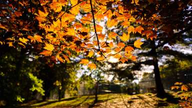 warm colored fall foliage