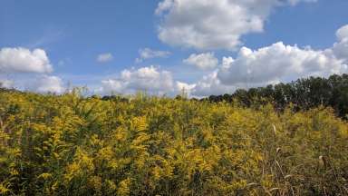 fields of the goldenrod plant