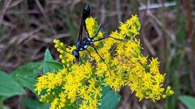 a yellow flower with small petals and a winged insect on it