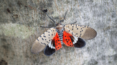 Spotted Lanternfly