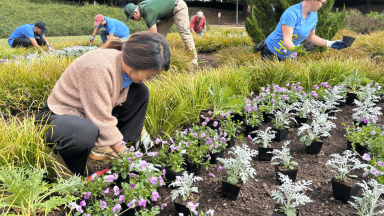 People volunteering and working in a garden
