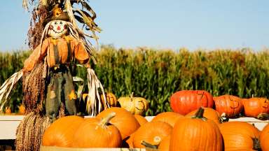 Pumpkin patch and scarecrow