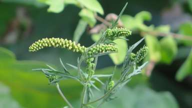 a green ragweed plant with small leaves and seeds