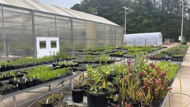 Greenhouse