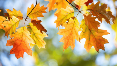 Fall Leaves